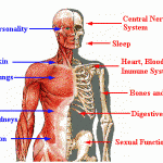 Alcohol effects